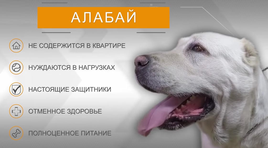 Вольер для Алабая (Среднеазиатской овчарки)